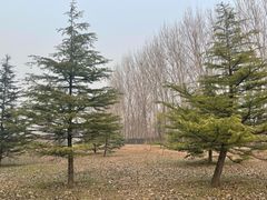 -东郊湿地公园
