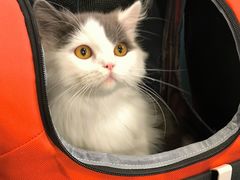 -猫力发电所·宠物专门店