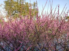 -重庆彩云湖湿地公园