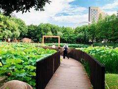 -陈家山荷花公园