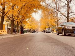 -三里屯东五街银杏大道