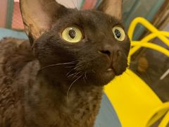 -喵屿·大理花园猫咖