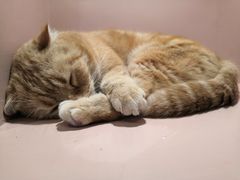 -猫儿山۰猫主题餐厅