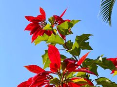 -中国科学院华南植物园