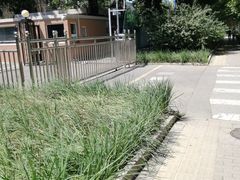 -三里屯东五街银杏大道