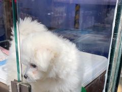 -FAELING PETS美天灵宠物(富力广场店)