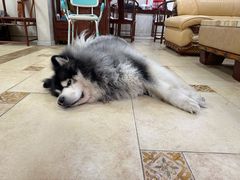 -达爱动物医院·犬猫分区·CT·复杂眼科(远洋山水分院)