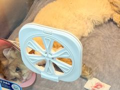 -动物缘宠物医院·骨科·猫科(西二环店)