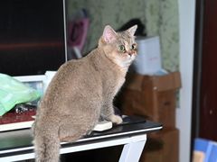 -瑞派动物医院·绝育·犬猫全科·预防医学(光景江南中店)