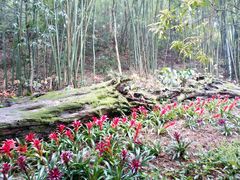 -广州市石门国家森林公园