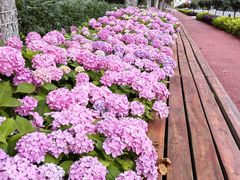 -上海华凯华美达广场酒店