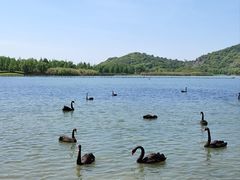 -西山漾湿地公园