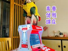 -猫在这儿猫咪咖啡馆·撸猫馆