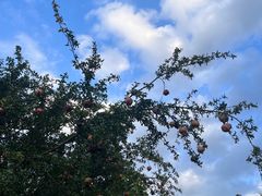 -四川大学(华西校区)