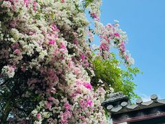 -深圳国际园林花卉博览园