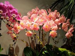 -循礼门鲜花花市(武汉循礼门店)