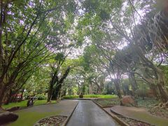 -瑞丽独树成林风景区