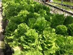 iphone_upload_pic-上海都市菜园