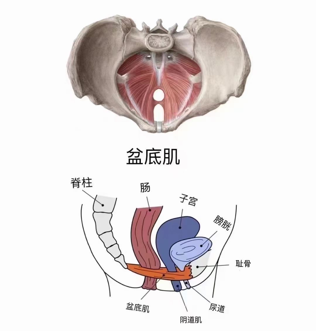 是松弛的这个情况下伴有子宫下垂\\n跑步时增加腹压使子宫不断往下移