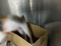 -芭比堂动物医院(广州爱宠下渡路分院)