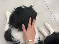 -安格丽娜·狗咖·猫咖羊驼咖(春熙路百盛商场店)