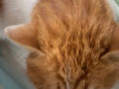 -宠福鑫康馨动物医院·骨科·眼科