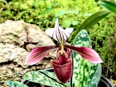 -国家植物园南园