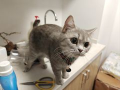 -瑞派康怡24h宠物医院·犬猫医疗中心·微创绝育(瑞景分院)