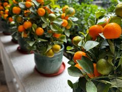 -北园酒家(小北路店)