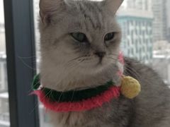 -怪兽屋·羊驼·猫咖·狗咖(俊华广场店)