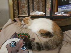 -more than meow吴止猫主题餐厅(承德 中船汇店)