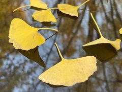 -三里屯东五街银杏大道