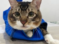 -荔康动物医院(康王北路店)