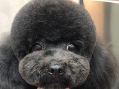 -PETKIT小佩宠物·低压洗护(国顺东路店)