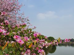 -海珠湖公园