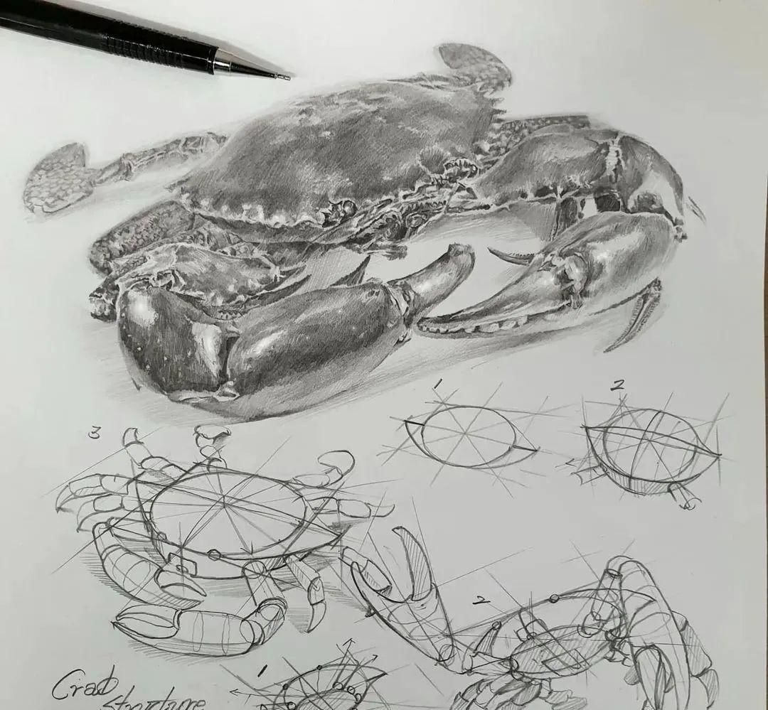 素描螃蟹的画法一百字