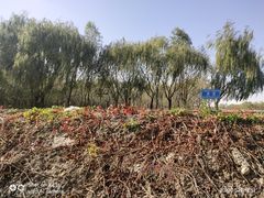 -西青郊野公园