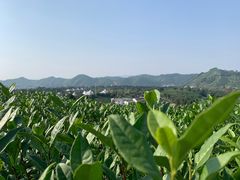 -帐篷客·溪龙茶谷度假酒店