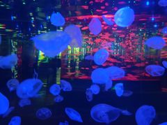 -金正海悦大酒店·法式铁板烧·演绎(海悦天地购物广场店)