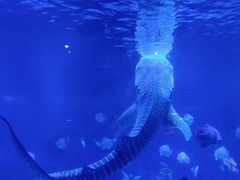 -烟台海昌鲸鲨海洋公园