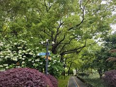 -陆家嘴中心绿地