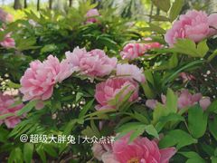 -济南植物园