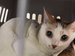 -千城康桥宠物医院·猫科·骨科·心脏