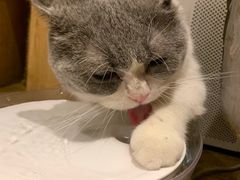 -more than meow吴止猫主题餐厅(承德 中船汇店)