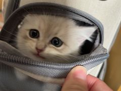 -欣宠猫屋·矮脚拿破仑·蓝金金渐层