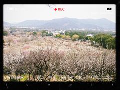 -香雪海