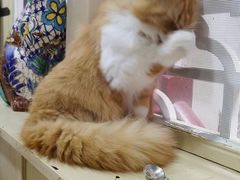 -猫小院猫主题餐厅(南锣旗舰店)