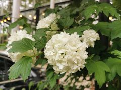 -桉树林A coffee 森林餐厅(三圣乡店)