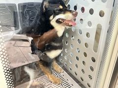 -FAELING PETS美天灵宠物(合生汇店)