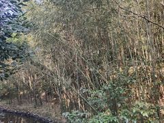 -潜山国家森林公园